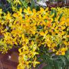 Dendrobium Pensuda