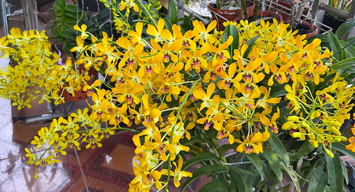 Dendrobium Pensuda