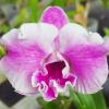 Dendrobium Anucha Pink '#2'
