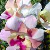 Dendrobium Sukjai