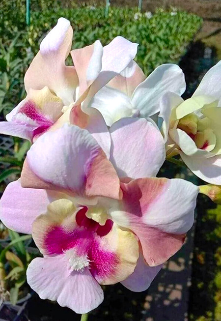 Dendrobium Sukjai