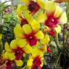 Dendrobium Yellow '#258'