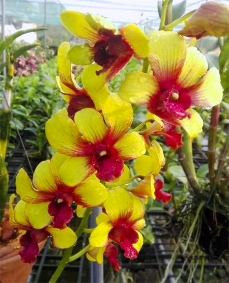 Dendrobium Yellow '#258'