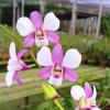 Dendrobium Shavin Pink