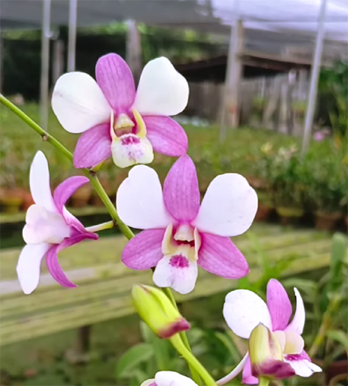 Dendrobium Shavin Pink