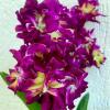 Dendrobium Rose Betty Red