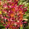 Dendrobium Red Spin