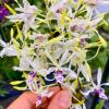 Dendrobium Lowana Nioka
