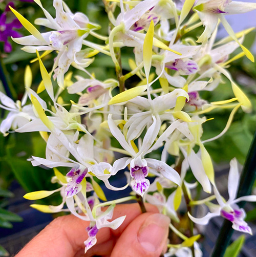 Dendrobium Lowana Nioka
