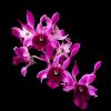 Dendrobium Botim
