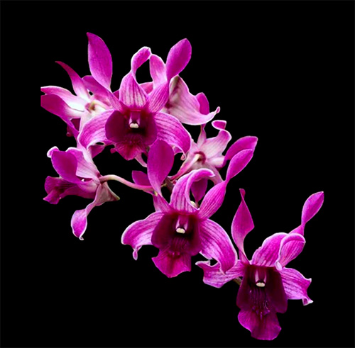 Dendrobium Botim