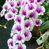 Dendrobium Yaya Compact