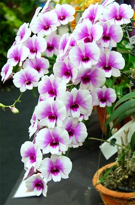 Dendrobium Yaya Compact