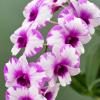 Dendrobium Prakai Kanya