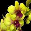 Dendrobium Yellow '#258'