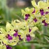 Dendrobium Green 'Red Lip'