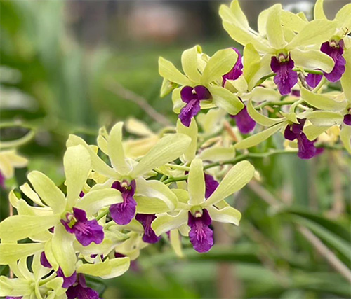 Dendrobium Green 'Red Lip'