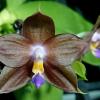 Phalaenopsis Mituo Purple Dragon 'Gold Copper'