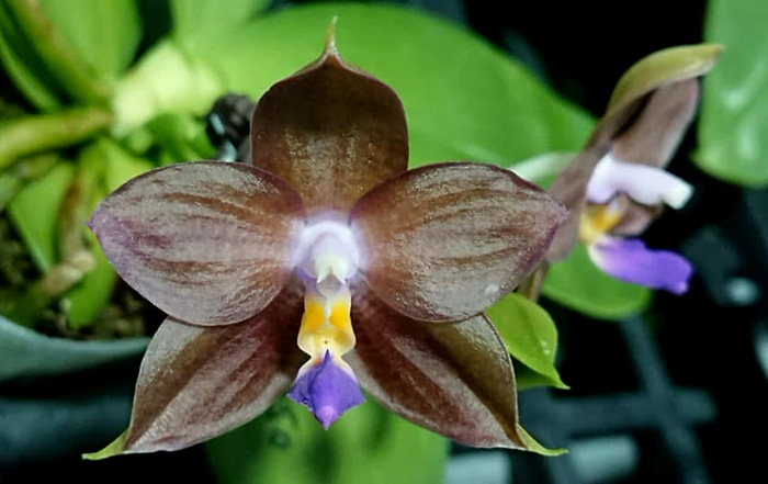 Phalaenopsis Mituo Purple Dragon 'Gold Copper'