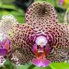 Phalaenopsis Mituo Silver Lining 'Platinum Ruby'