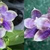 Phalaenopsis Mituo Purple Dragon '#26' x Mituo Speciosa Dragon