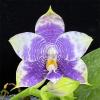 Phalaenopsis Mituo 24 Solar Terms 'Totoro'