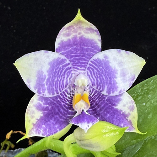 Phalaenopsis Mituo 24 Solar Terms 'Totoro'