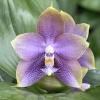 Phalaenopsis Mituo Hsien 'Maze'