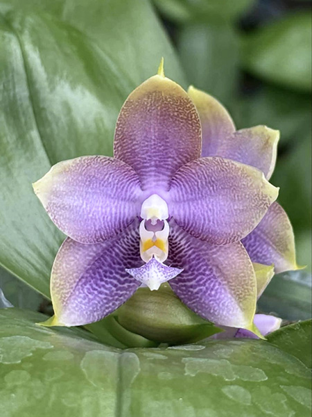 Phalaenopsis Mituo Hsien 'Maze'