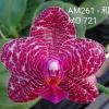 Phalaenopsis Mituo King 'Camomiles Beef'