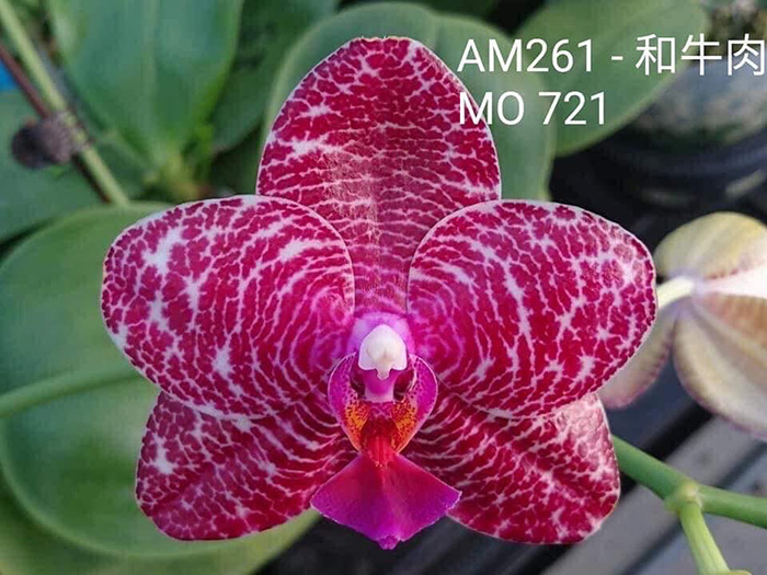 Phalaenopsis Mituo King 'Camomiles Beef'