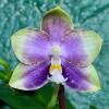 Phalaenopsis Mituo Golden Princess 'Purple Glow'