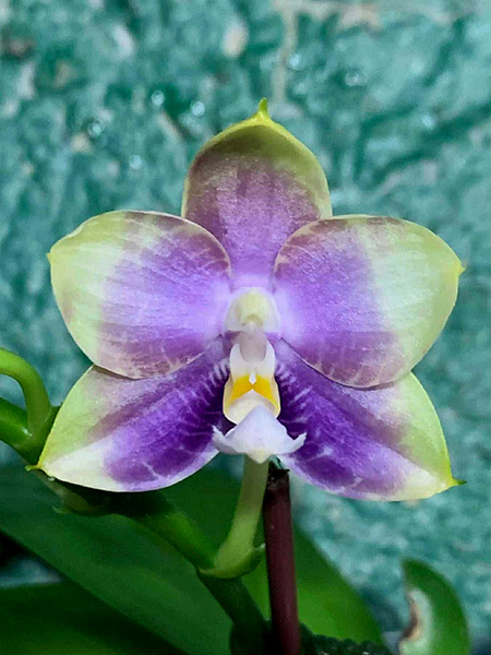 Phalaenopsis Mituo Golden Princess 'Purple Glow'