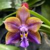 Phalaenopsis Mituo Obsidian 'Sanxingdui'
