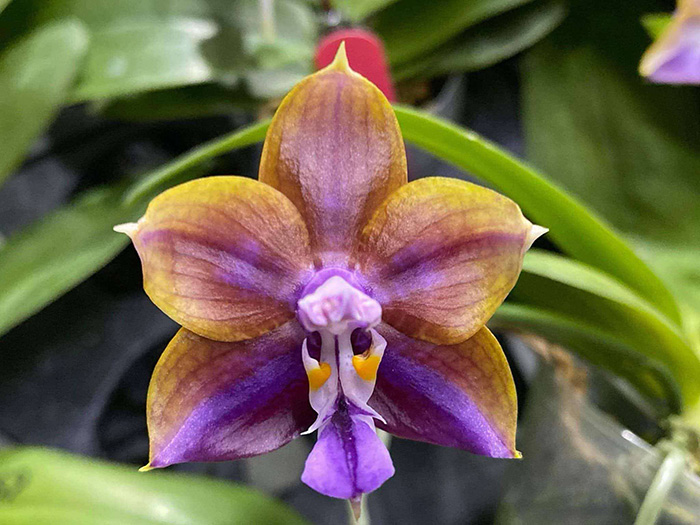 Phalaenopsis Mituo Obsidian 'Sanxingdui'