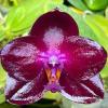 Phalaenopsis (Mituo King '79-1' x Miro King Star)