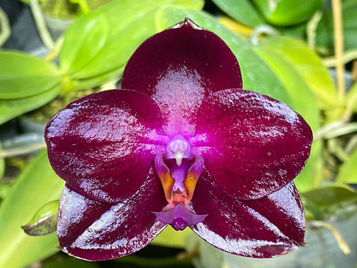 Phalaenopsis (Mituo King '79-1' x Miro King Star)