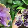 Phalaenopsis Mituo Hsien 'Maze' x Mituo Purple Dragon 'Blue Python'