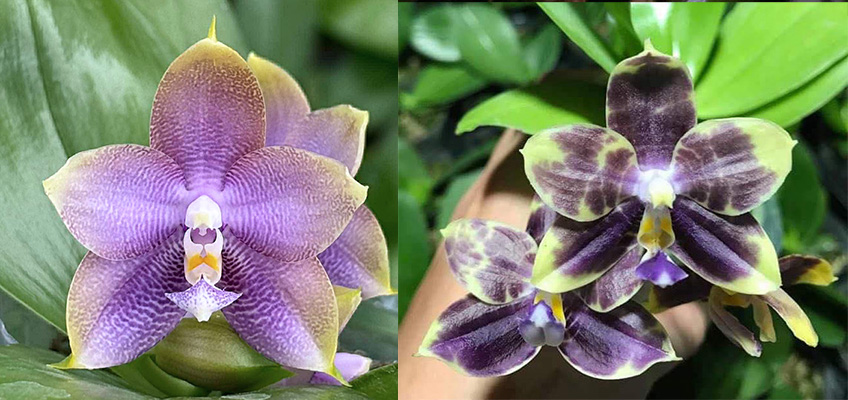 Phalaenopsis Mituo Hsien 'Maze' x Mituo Purple Dragon 'Blue Python'
