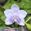 Phalaenopsis Mituo Purple Dragon 'First Snow'