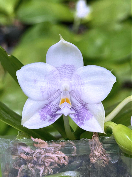 Phalaenopsis Mituo Purple Dragon 'First Snow'