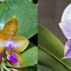 Phalaenopsis Mituo GH King Star 'Blueberry' x Mituo 24 Solar Terms