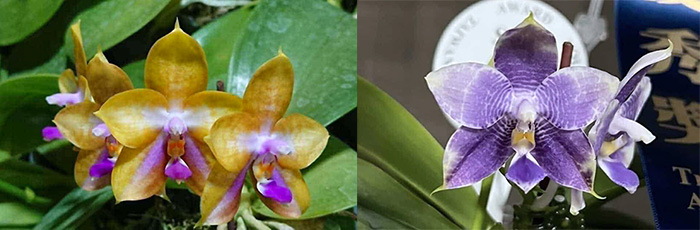 Phalaenopsis Mituo GH King Star 'Blueberry' x Mituo 24 Solar Terms