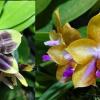 Phalaenopsis Mituo Purple Dragon 'Blue Python' x Mituo GH King Star 'Blueberry'