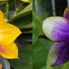 Phalaenopsis Mituo Gelb Eagle '633' x Mituo Blue Smurfs 'Blue Sea'