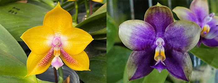 Phalaenopsis Mituo Gelb Eagle '633' x Mituo Blue Smurfs 'Blue Sea'