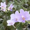 Doritaenopsis Siam Treasure 'Blue Star'
