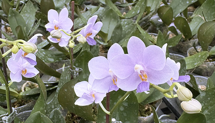 Doritaenopsis Siam Treasure 'Blue Star'