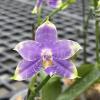Phalaenopsis Yaphon Blue Jewel