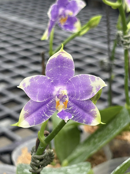 Phalaenopsis Yaphon Blue Jewel